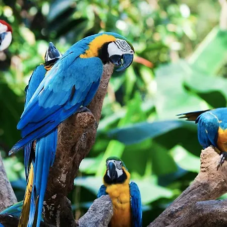 La Favorita La Orotava